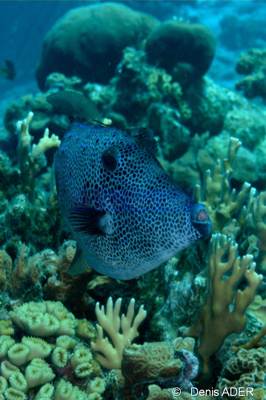 Aluterus scriptus Bourse ecriture gribouille-Bonaire Nearest point-16m-20180221-Denis-ADER-DSC_7313_tn.jpg
